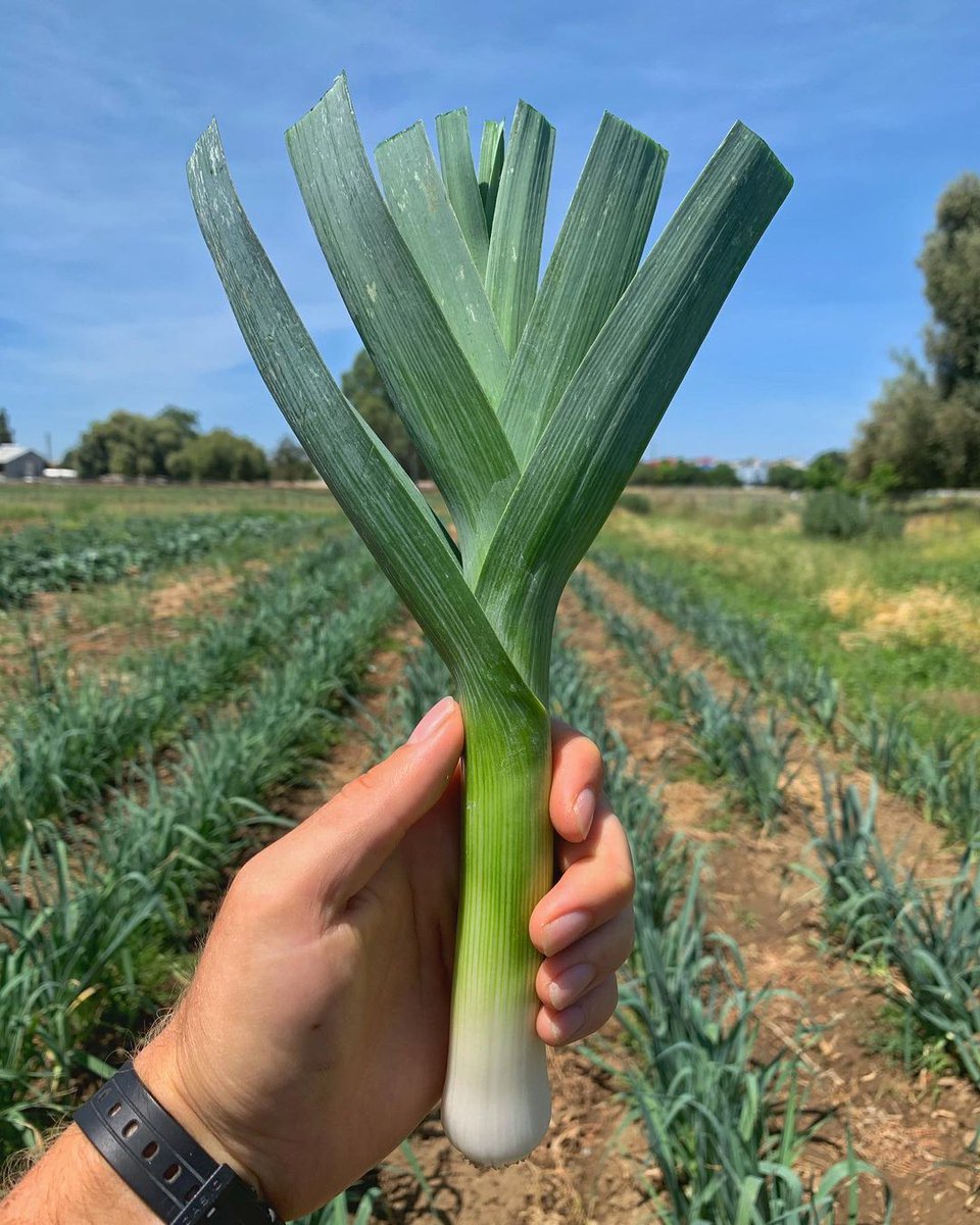 ucdavis's tweet photo. As the No. 1 university in the nation for #Agriculture and #AgricultureSciences, we know more than just a thing or two about farming. #NationalAgWeek https://t.co/31PN7ccoGN