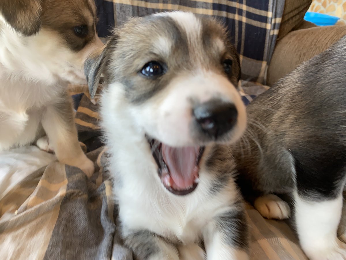 A brown puppy with a white stripe on her forehead sits on a couch on a plaid cloth, next to two other puppies, and grins