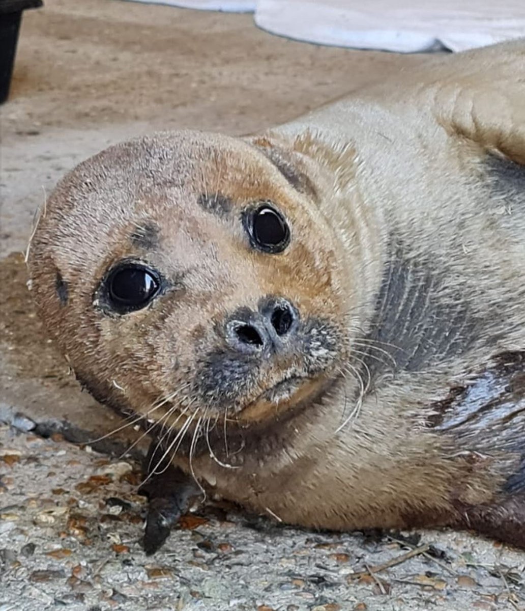 LondonFire's tweet photo. We’re very sad to hear the news about Freddie the seal. Our fire boat crews worked with partners to rescue Freddie after he was injured by a dog near #Hammersmith Bridge. He was taken to be treated at @SEWH but sadly his injuries were too severe © @SEWH https://t.co/jubsaHqrE1