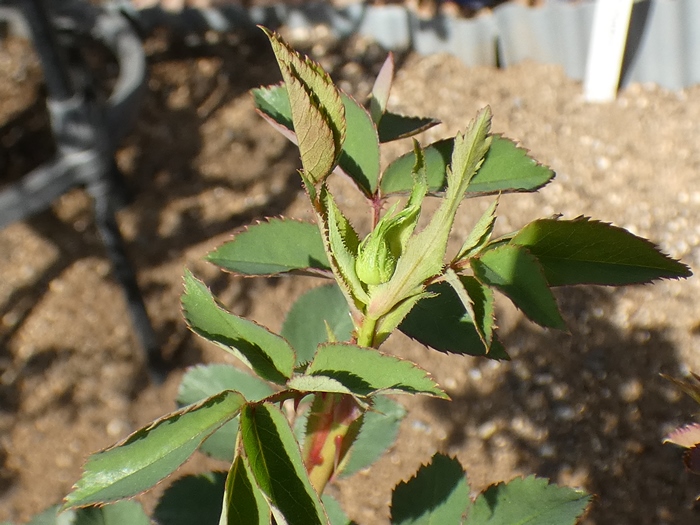 Hako Chan 0110 バラの初蕾5品種 エルモサ 香純 パパメイアン ラフランス ローズポンパドゥール T Co 8fucen2adv アメブロ Ameba Officialより