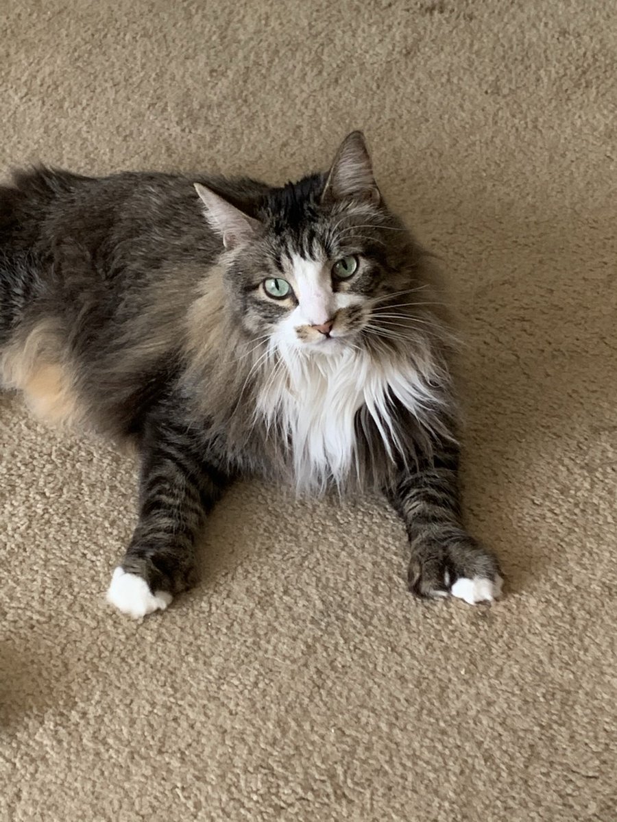 CJLegendKitty's tweet photo. Happy Birthday Mosby! https://t.co/2JL68xc6RH