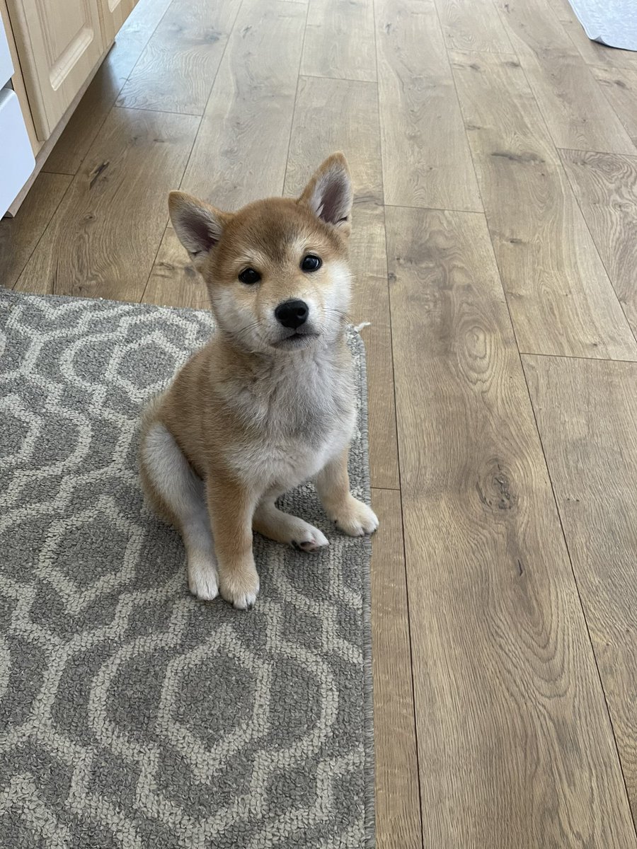 I fkn love my dog 😭😩