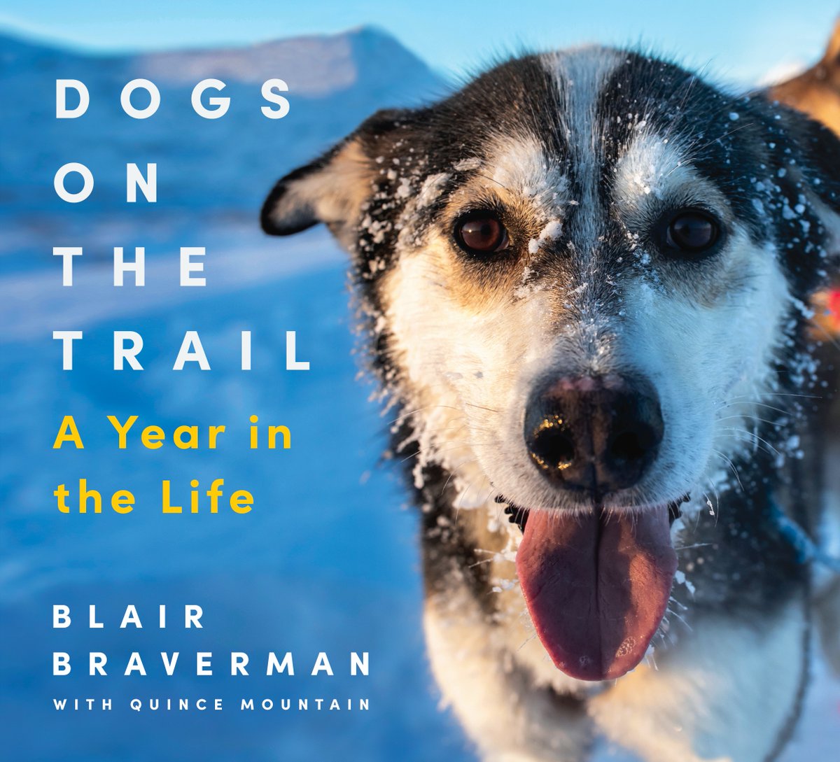 The cover of a square book called DOGS ON THE TRAIL: A Year in the Life, with a closeup photo of an icy husky face on the cover