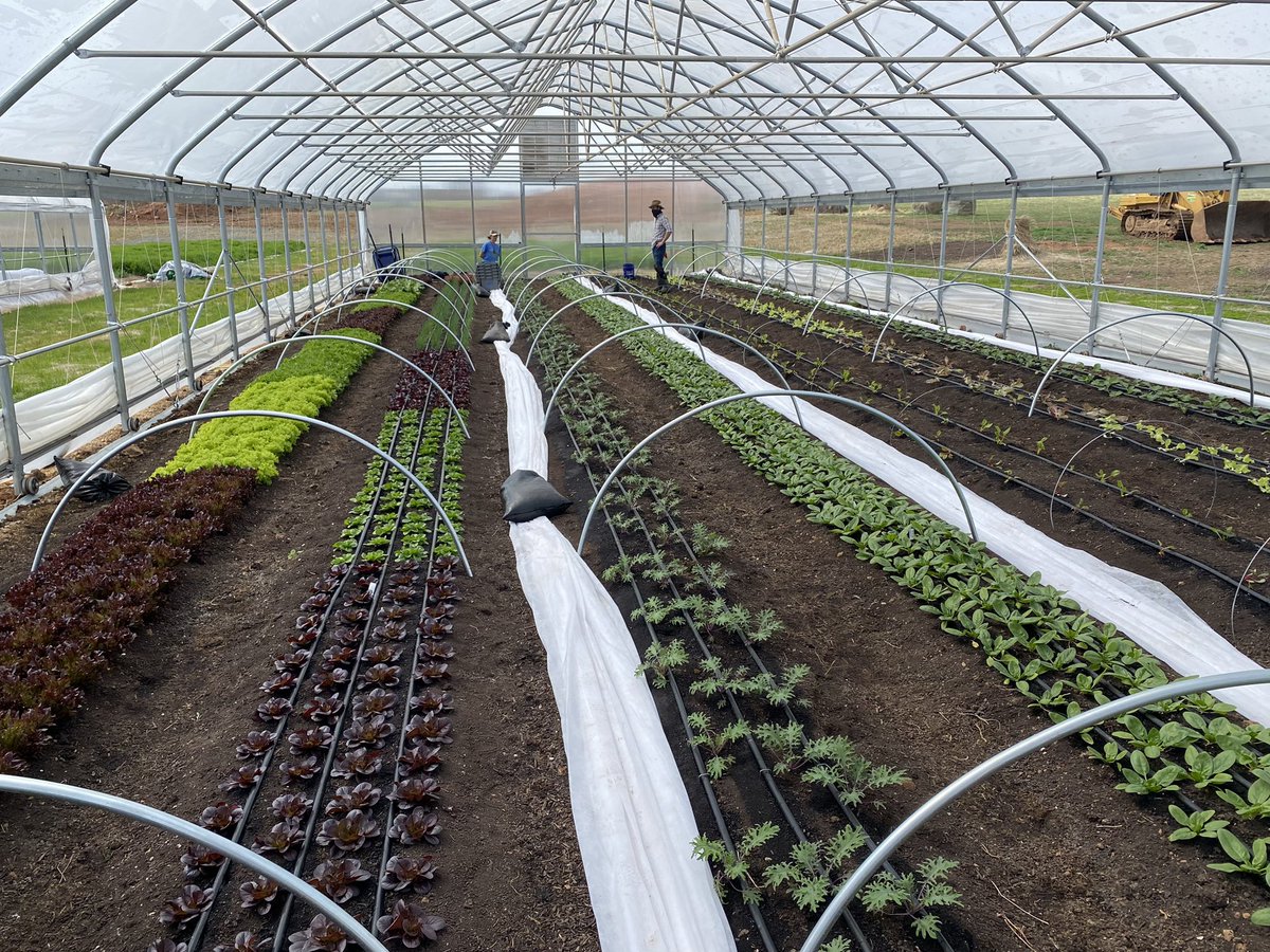 CoxHealth's tweet photo. It’s a beautiful day at Amanda Belle’s Farm at Cox South with @growlocalSCG. So exciting to see new life that will help our employees, patients, community. https://t.co/9vTJrZlju5