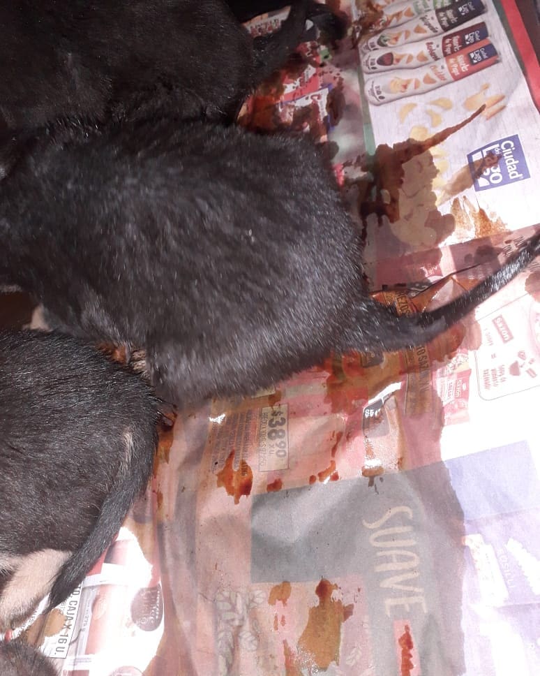 misuperamigo's tweet photo. ⚠️ Necesitamos ayuda  son 3 cachorros que fueron Abandonados en la estación de servicio así en este estado!
Ya no tengo palabras para definir tanta maldad..
Tiene parvovirus 
Las consecuencias de no castrar no tener vacunas
Nos ayudan con RT 🙏
Cada día suma $3000 pesos cada uno! https://t.co/I2Ny3k3SPj