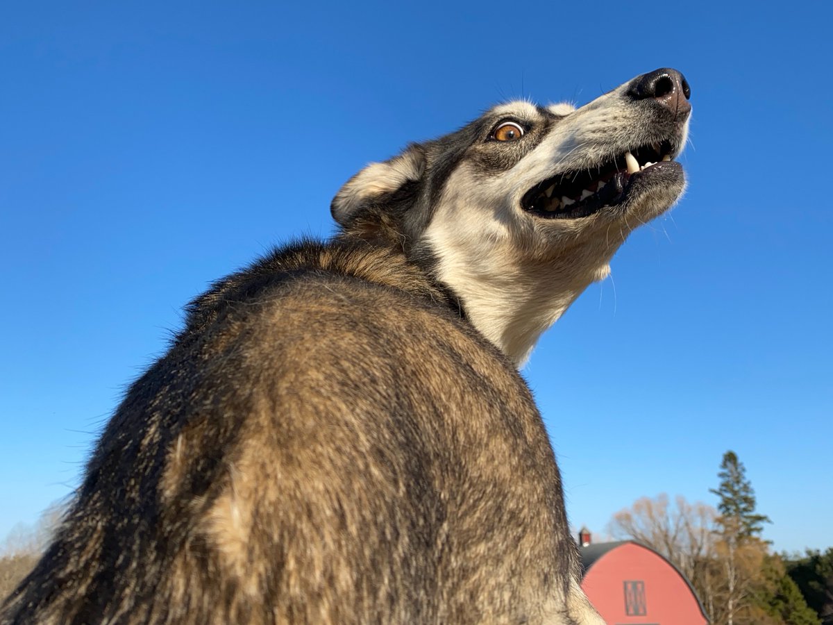 A black and white husky raises her head and looks over her shoulder with a goofy, excited expression on her face 