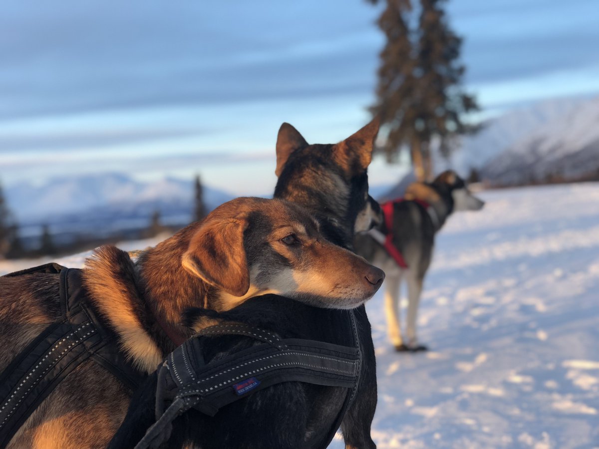 A brown sled dog rests her chin on a darker sled dog beside her, as they stand on snow on a sunny day with mountains in the background