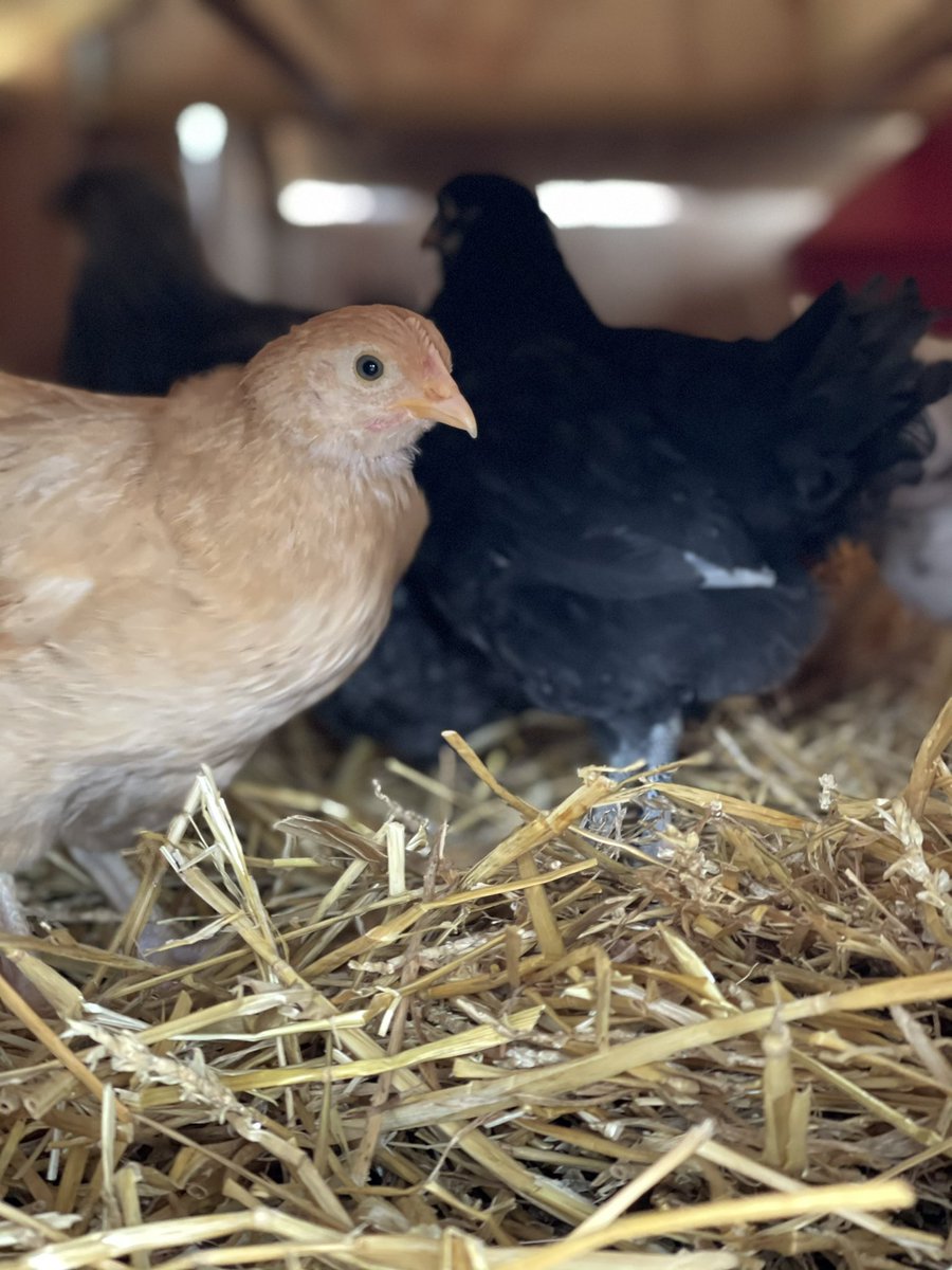 Andrew Crawford tweet media