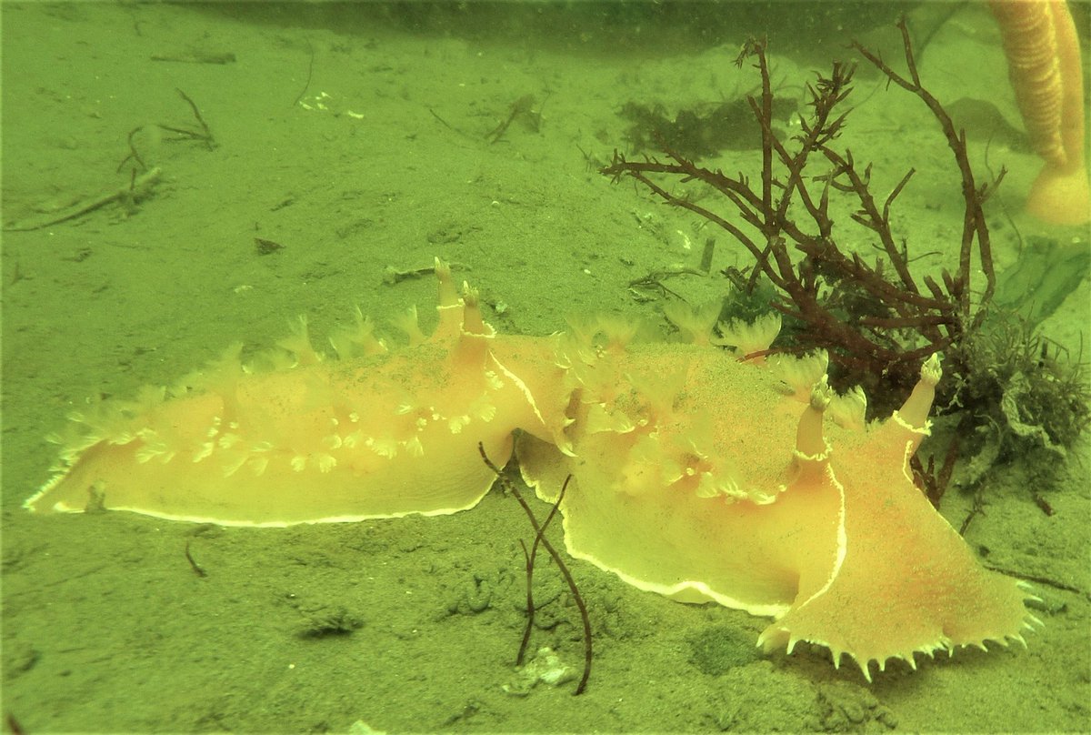 NSIS_Sci_NS's tweet photo. Join Dr. Russell Wyeth, Dept of Biology,
@stfxuniversity April 12th, 7:30 "Wayfinding Under the Waves" @cbuniversity @MSVU_Halifax @DalhousieU @FranzOdendaal 👇 https://t.co/pImuBpd36j https://t.co/5A4YFXBUNr