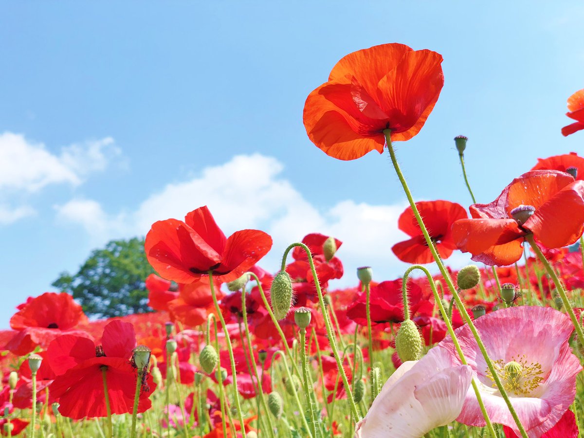 花 3月25日の花 ヒナゲシ 花言葉 眠り ケシ科 別名 虞美人草 原産地 ヨーロッパ 眠り の花 眠りの神ピュプノスは 宮殿の周りに咲くケシの花を摘み 夜が来ると一面に撒き散らし 眠りをもたらす またピュプノスは 周りで遊んでいた夢に