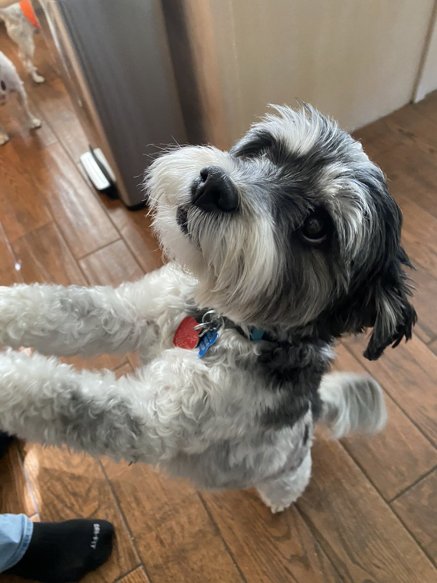 Nathan_DeCarlo's tweet photo. @dog_rates https://t.co/1uE8Pu9JTH