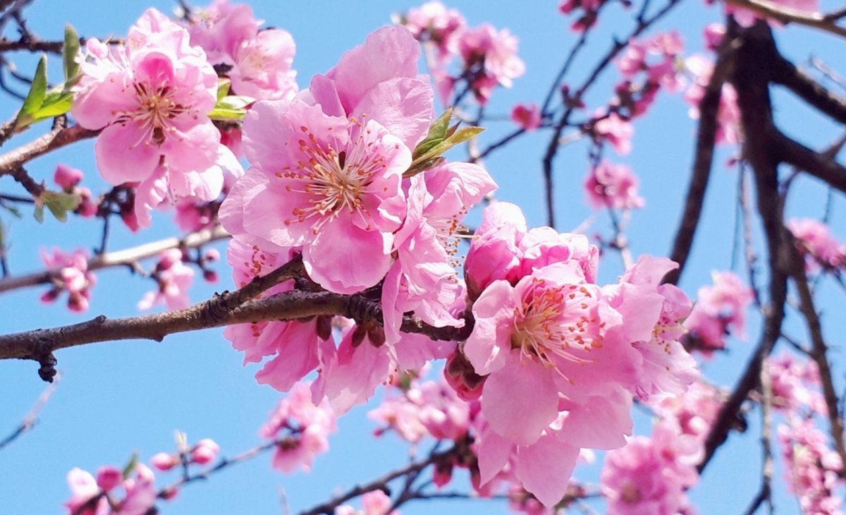 ちこり 産地直送 Fwf I Mチコリン おはよう ˊᗜˋ ちこりの花桃祭り 6回目 花桃祭りも後半戦 馥郁とした花姿はまだまだ盛況 カワユイ 良い一日を ノ ちこりの花祭り 桃 桃の花 花桃 花言葉 花写真 メルヘン同盟 You39rt ちこり 産地直送 Fwf I Mチコリン おはよう ˊᗜˋ ちこりの花桃祭り 6回目 花桃祭りも後半戦 馥郁とした花姿はまだまだ盛況 カワユイ 良い一日を ノ ちこりの花祭り 桃 桃の花 花桃 花言葉 花写真 メルヘン同盟 You39rt