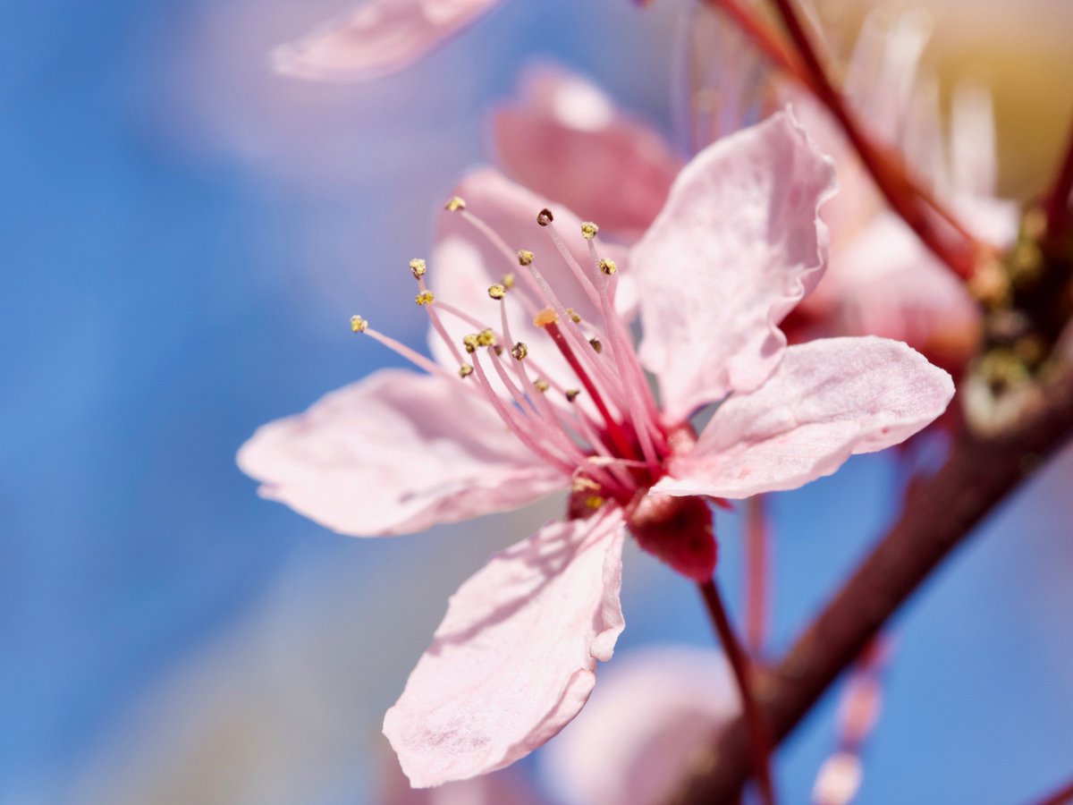 CiaranCReilly's tweet photo. Cherry blossom season is in full swing, let's hope for gentle winds for the next week or so #cherryblossom #treesireland #gardening https://t.co/LMGeywJuVt