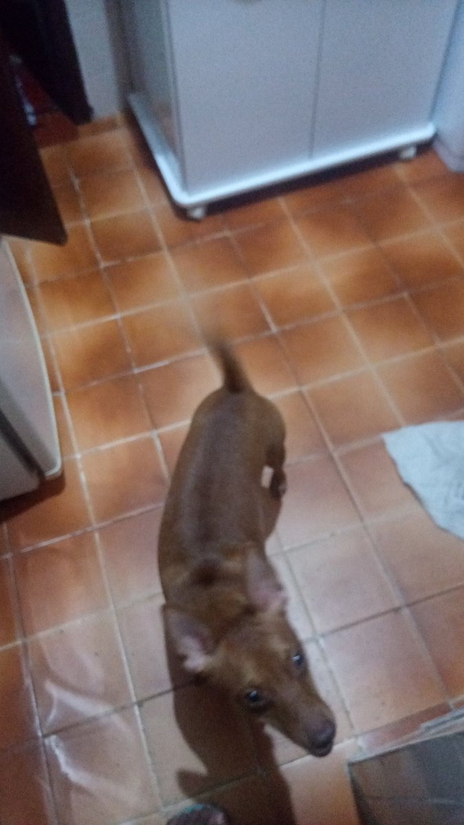 fatenas2004deam's tweet photo. #multiversonaloading #multiversoloading @multiverso52x 😂 ele não fica no tédio https://t.co/GID0WLGL1Y