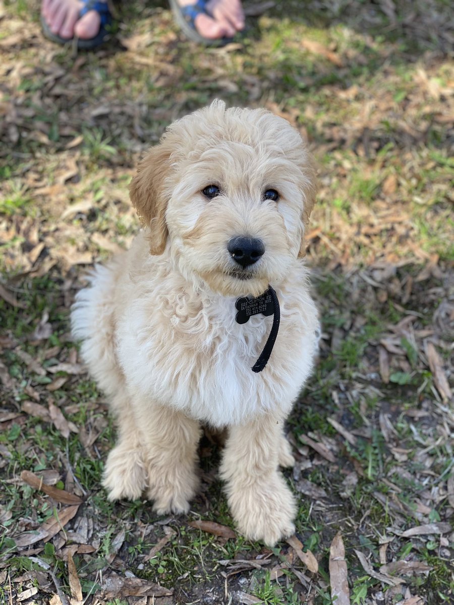 themichaela's tweet image. I have the goodest little golden boy 🥺💕