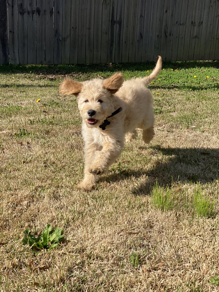 themichaela's tweet image. I have the goodest little golden boy 🥺💕