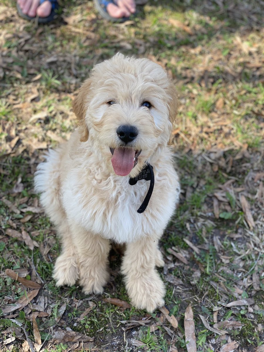 themichaela's tweet image. I have the goodest little golden boy 🥺💕