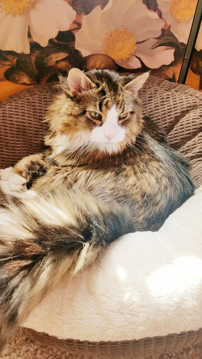 Shirl_33's tweet photo. Basking in sunshine from bed is the best 😸☀️💛 #Wednesdayvibe #CatsOnTwitter 🐾 https://t.co/xjspEo6JbI