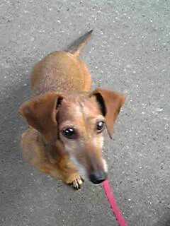 @DogJohnCatYou ウチのお犬様も、お彼岸には来てたのかな。もう8年くらい経つけど未だに大好きな子だ。
今はウチには猫がいるけど、出会い方も、性格も行動も何となくこの子に似ている。
私があんまり恋しがるから毛皮と形違うけどそっくりなこの暴れん坊主になったのかなと時々思っちゃう。 