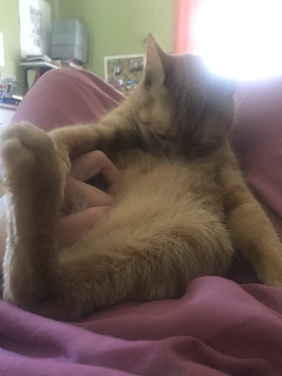 dannybeep_'s tweet photo. @radiantbutch this is Vasilly (aka Silly Gorgeous) and he loves canned pumpkin more than anything except maybe laser pointers https://t.co/zwNVuffru2