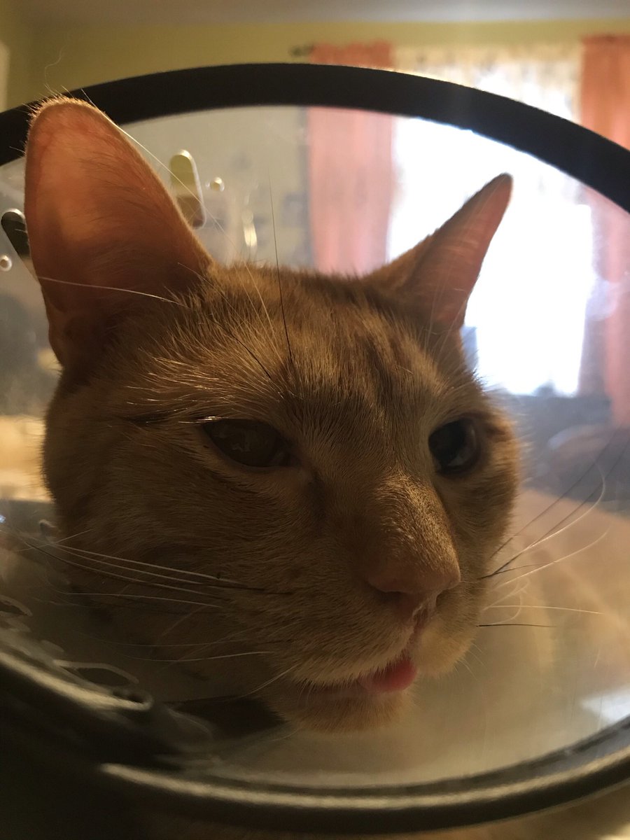 dannybeep_'s tweet photo. @radiantbutch this is Vasilly (aka Silly Gorgeous) and he loves canned pumpkin more than anything except maybe laser pointers https://t.co/zwNVuffru2