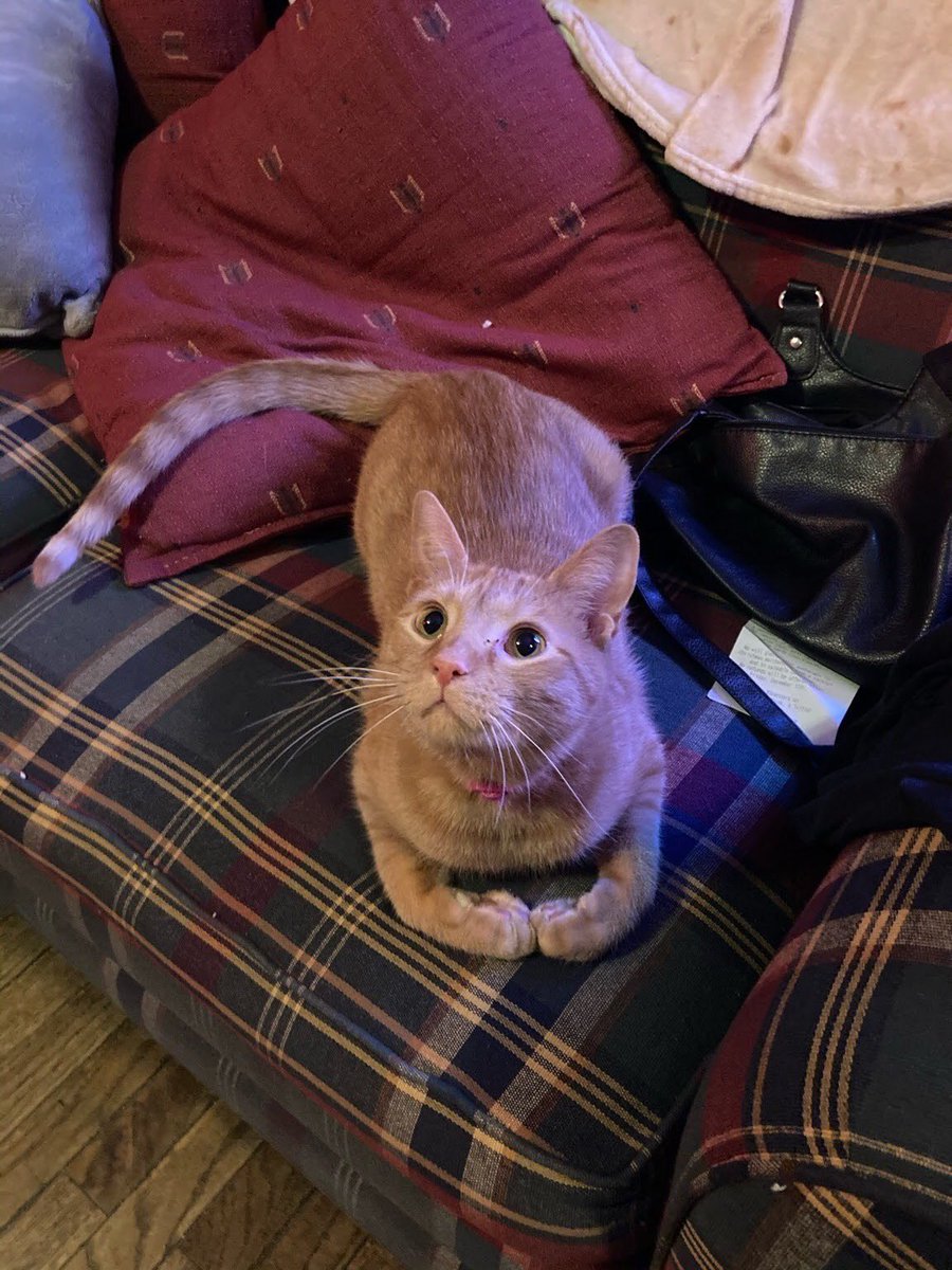 dannybeep_'s tweet photo. @radiantbutch this is Vasilly (aka Silly Gorgeous) and he loves canned pumpkin more than anything except maybe laser pointers https://t.co/zwNVuffru2