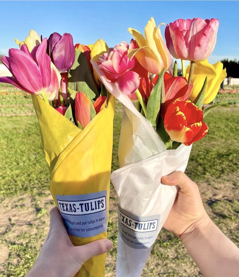 Texas-Tulips tweet media