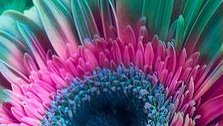 semrasevimli44's tweet photo. @INSTINC26289171 I realized that there are some other colours than PURPLE https://t.co/znrhCNWYrM