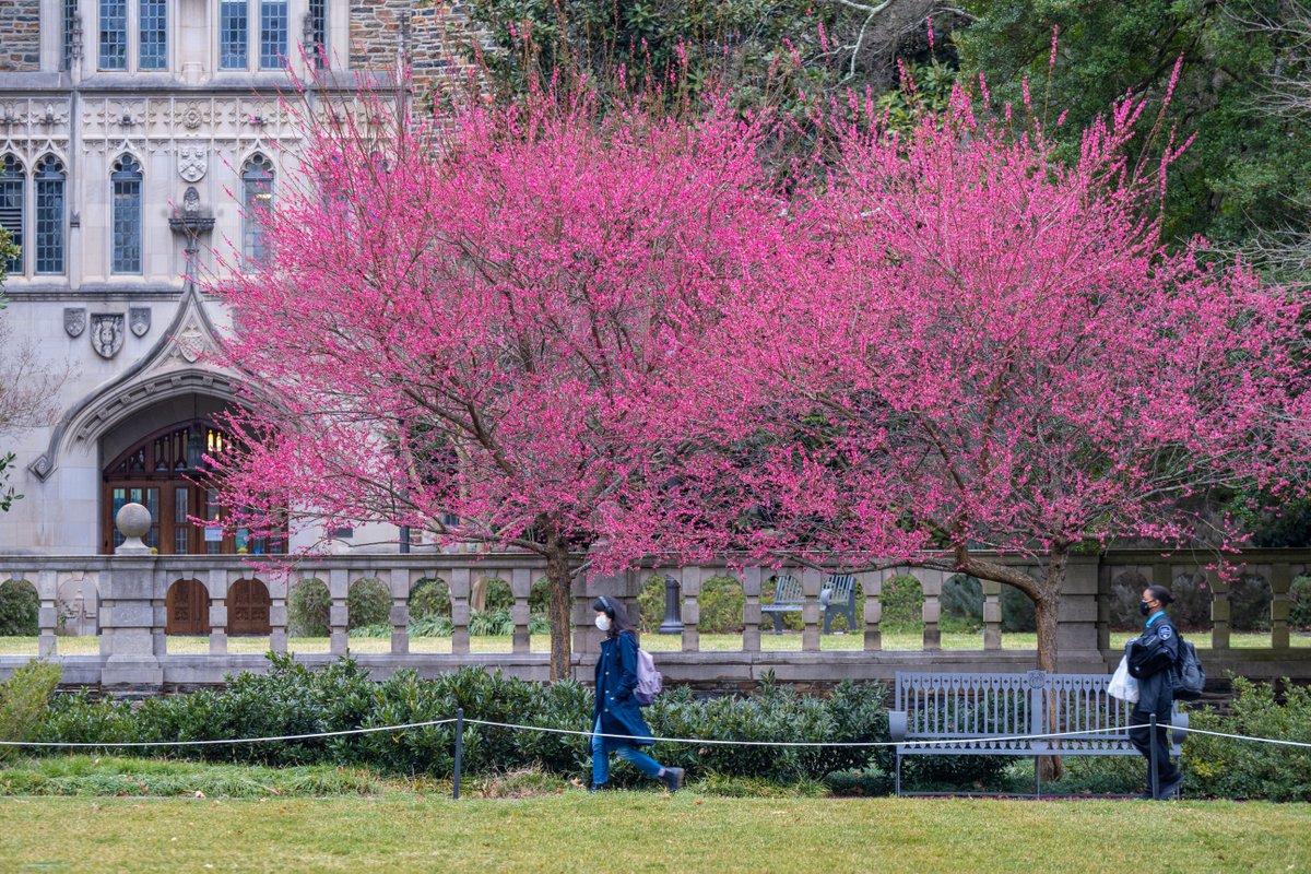 DukeU's tweet photo. Signs of spring on a gray day https://t.co/dLxYhsNpYo