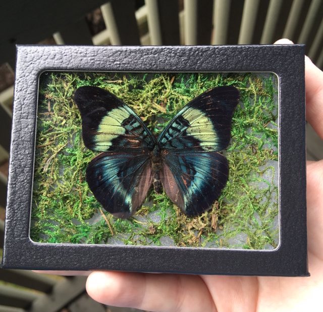 ✨Giveaway at 5k✨

🦋 RULES
Follow <a href="/sick_curiosity/">Sick Curiosity</a> 
RT, LIKE, TAG 2 FRIENDS

🦋EXTRA ENTRY
Follow sick__curiosity on IG

Winner receives a 5 item curiosity box and a butterfly mini frame! 🦋🐇🐍✨