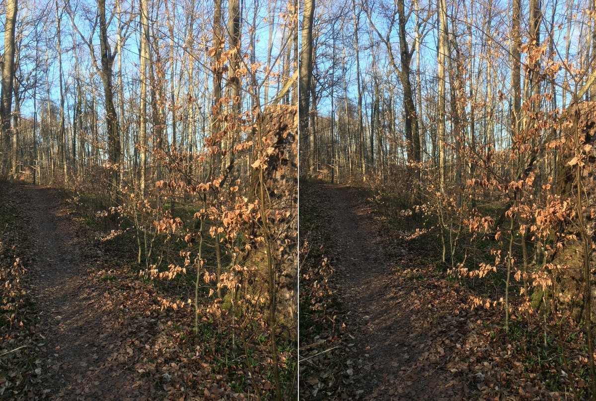  #waldszenen 20210324In this thread I show you the same forest spot over the course of the year. Double mounts are  #3D. If you want to test the experience:  https://twitter.com/mweiss_tue/status/1373970623739879425?s=20