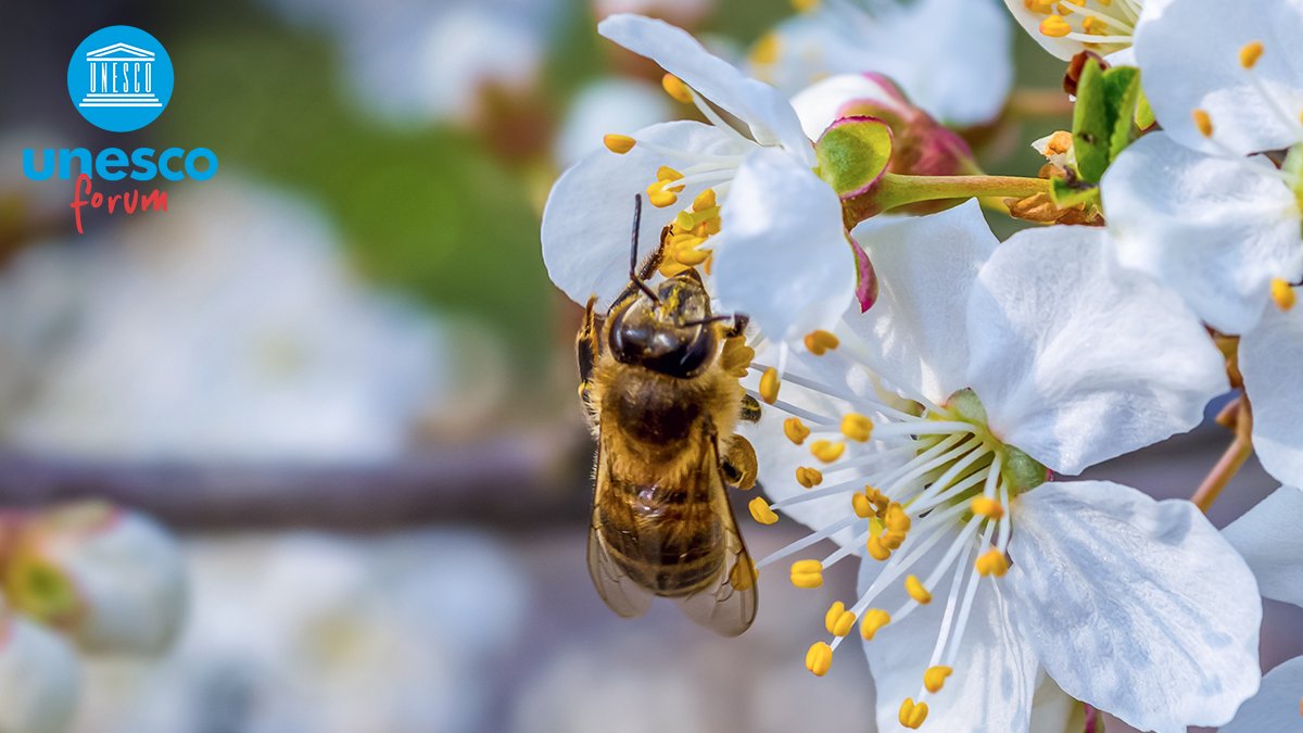 UN's tweet photo. 🐝 3/4 of the 🌍's food crops depend on pollinators such as bees - yet over 40% of them face extinction. 

On Wednesday, a @UNESCO forum heard that biodiversity is at risk &amp; threatens human survival. https://t.co/iGKoNnGetJ https://t.co/HSwtRA7ebc