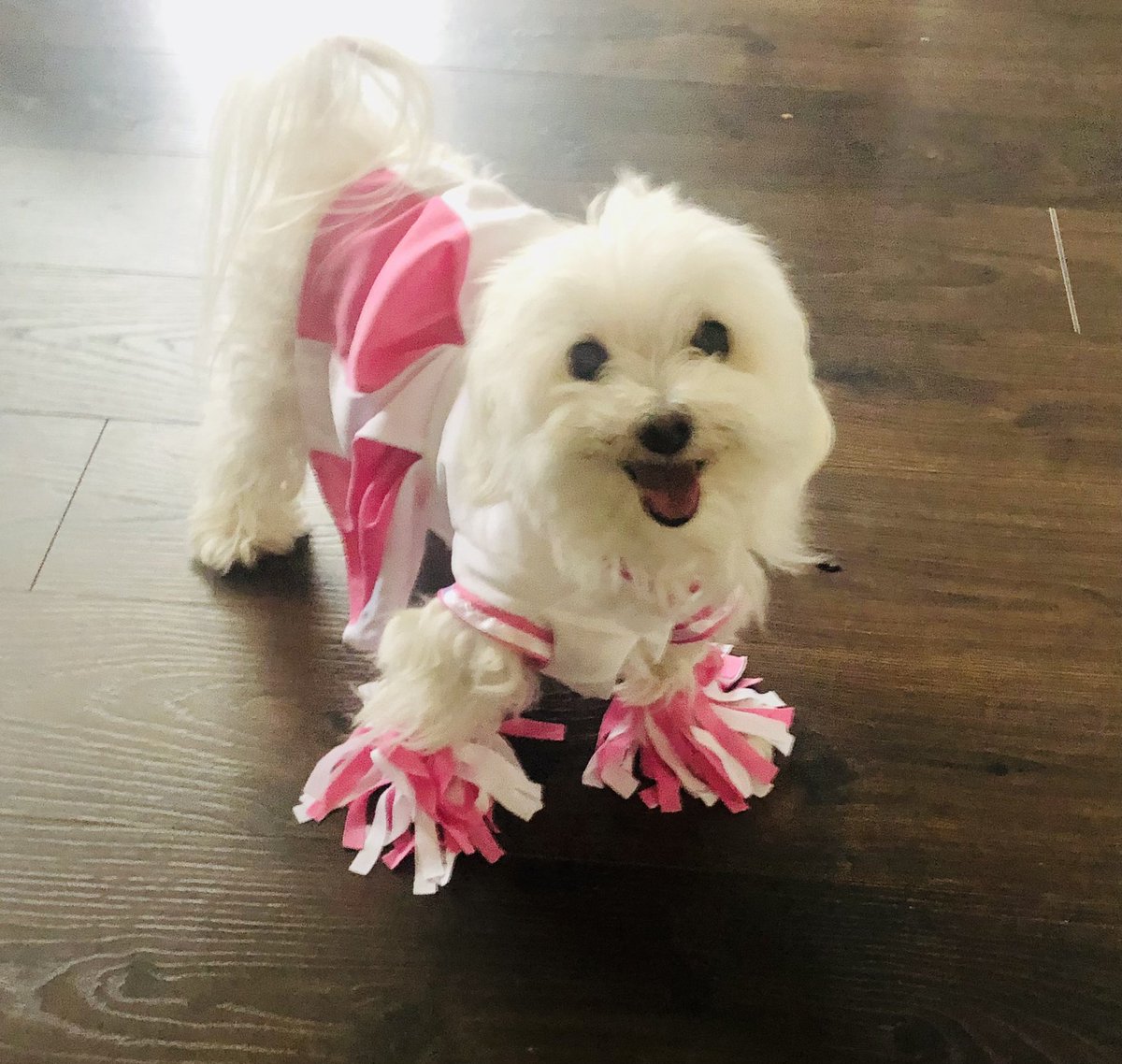 conniehz's tweet photo. @LindseyandSaul Good luck with the pitch. Emma could be in the running! #rescuedog https://t.co/2FGYeTqRJP