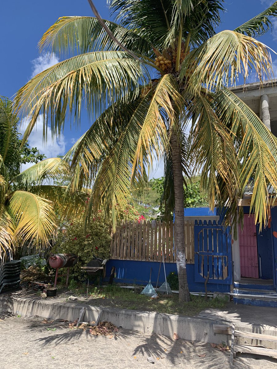 Olive Strachan  MBE tweet media