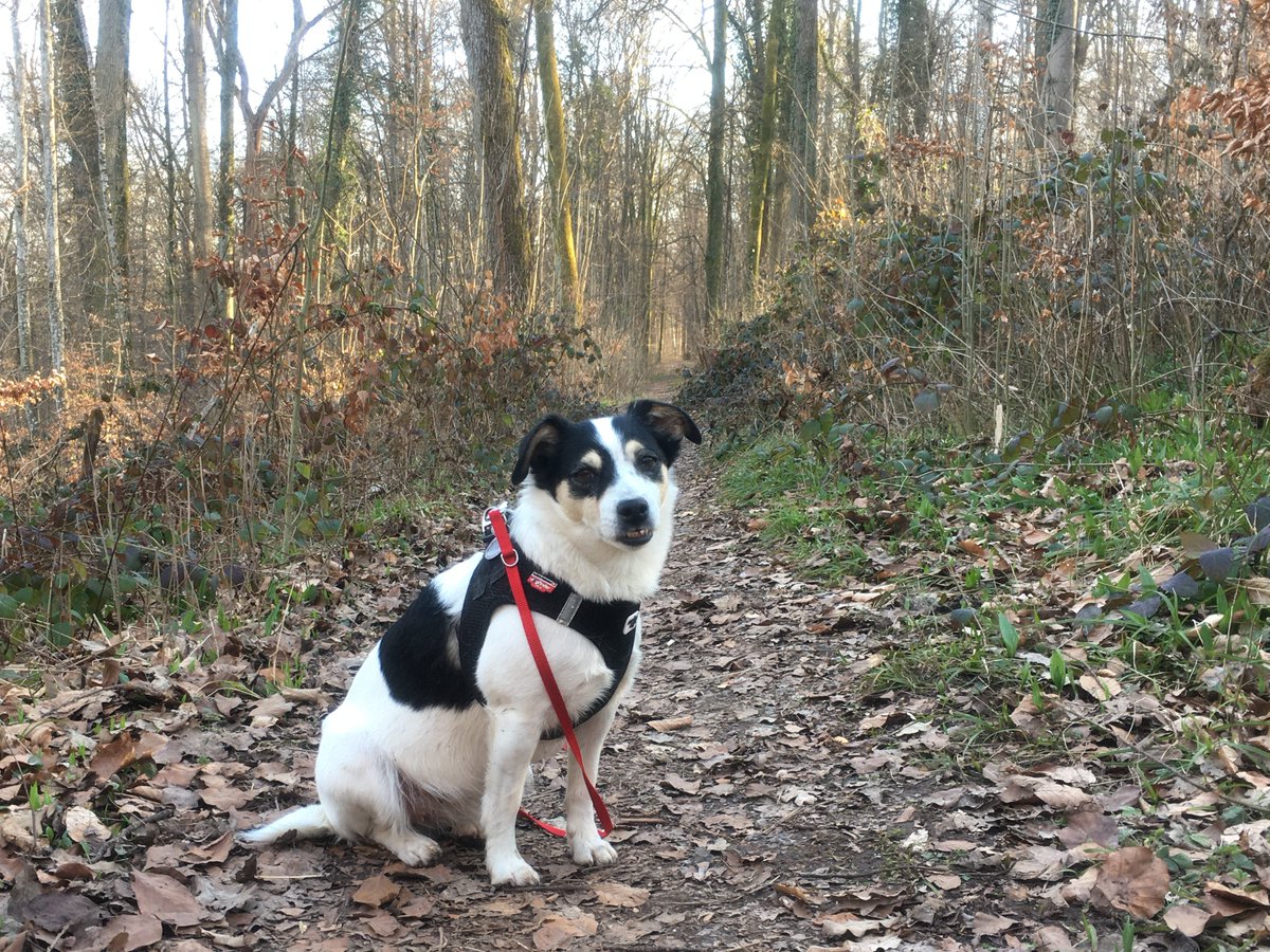  #waldszenen 20210324In this thread I show you the same forest spot over the course of the year. Double mounts are  #3D. If you want to test the experience:  https://twitter.com/mweiss_tue/status/1373970623739879425?s=20