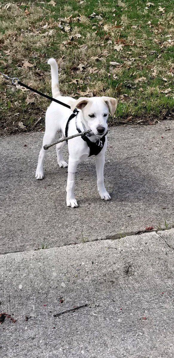 1K9View's tweet photo. Speak softly and carry a big stick! https://t.co/FfJmP6pXg3