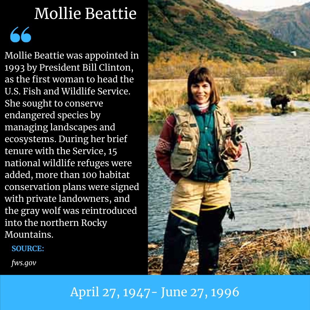 Sr1Info's tweet photo. Did You Know?

Mollie Beattie was appoint by Bill Clinton as the first woman to head the U.S Fish and Wildlife Service in 1993. She sought to manage landscapes and ecosystems. #WomensHistory #WomeninSTEM #STEM SR1 #COOLLearning #COOLEducation https://t.co/DeehsZwgAX