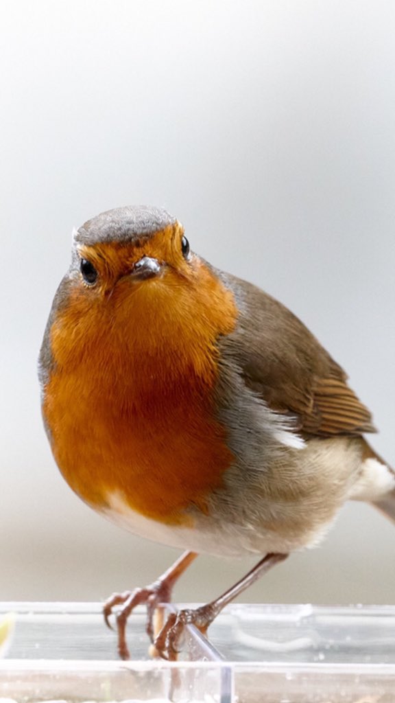 jesuskeller's tweet photo. #elamigo #myfriend #petirojo #txantxangorri #txantxangorria #erithacusrubecula #ave #aves #hoy #hoyporlatarde #nohide #desdelaventana #naturephotography #nature #naturaleza #hoy #canoneos #canonlens  #eibar #gipuzkoa #euskadi #euskalherria #euskadibasquecountry #captureoneprowq https://t.co/krSR115ShO