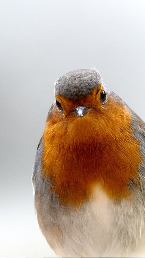 jesuskeller's tweet photo. #elamigo #myfriend #petirojo #txantxangorri #txantxangorria #erithacusrubecula #ave #aves #hoy #hoyporlatarde #nohide #desdelaventana #naturephotography #nature #naturaleza #hoy #canoneos #canonlens  #eibar #gipuzkoa #euskadi #euskalherria #euskadibasquecountry #captureoneprowq https://t.co/krSR115ShO