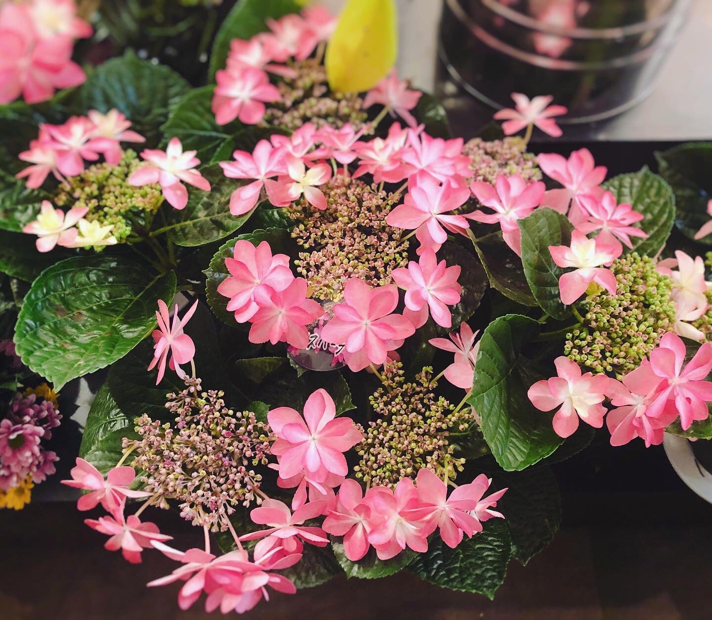 黒沢生花店 春の切り花が並んでいるところに 早々と鉢花の紫陽花が入荷しました 可愛らしいけど 季節感のなさに戸惑う私です 尼崎市 立花駅 立花市場 移転 花屋 お花屋さん 立花商店街 黒沢生花店 花束 ギフト お祝い 退職 卒業