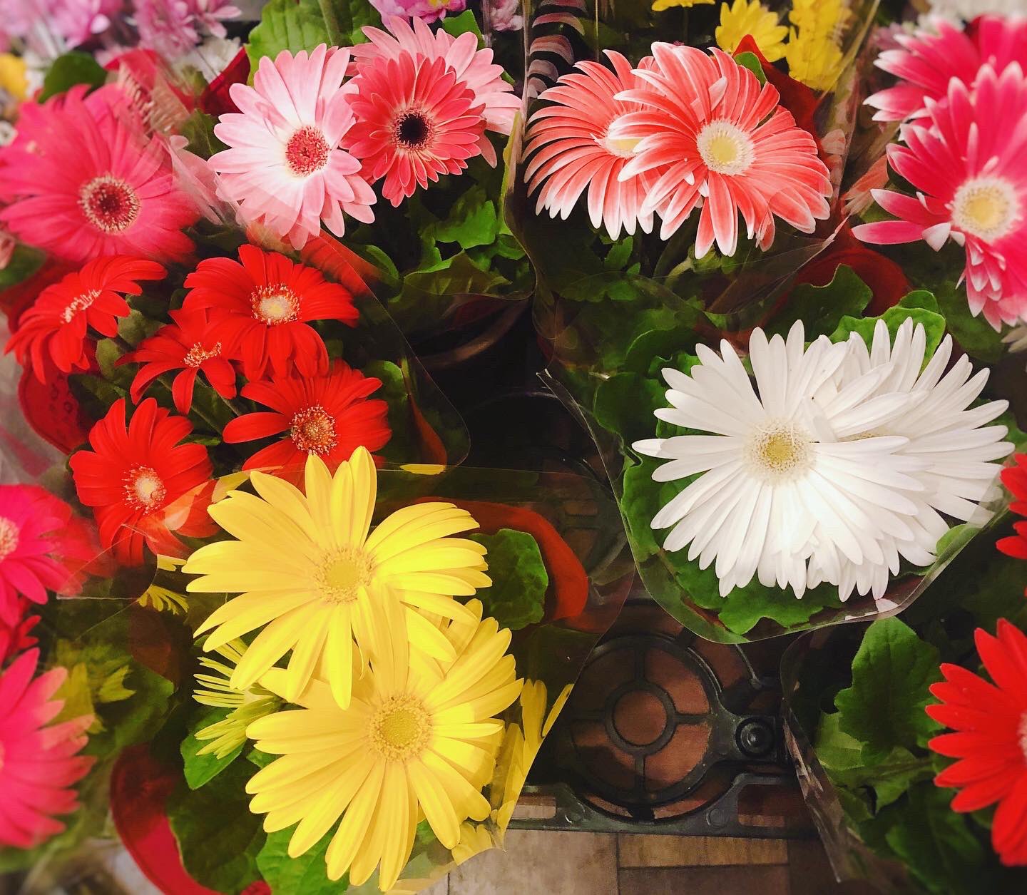 黒沢生花店 春の切り花が並んでいるところに 早々と鉢花の紫陽花が入荷しました 可愛らしいけど 季節感のなさに戸惑う私です 尼崎市 立花駅 立花市場 移転 花屋 お花屋さん 立花商店街 黒沢生花店 花束 ギフト お祝い 退職 卒業