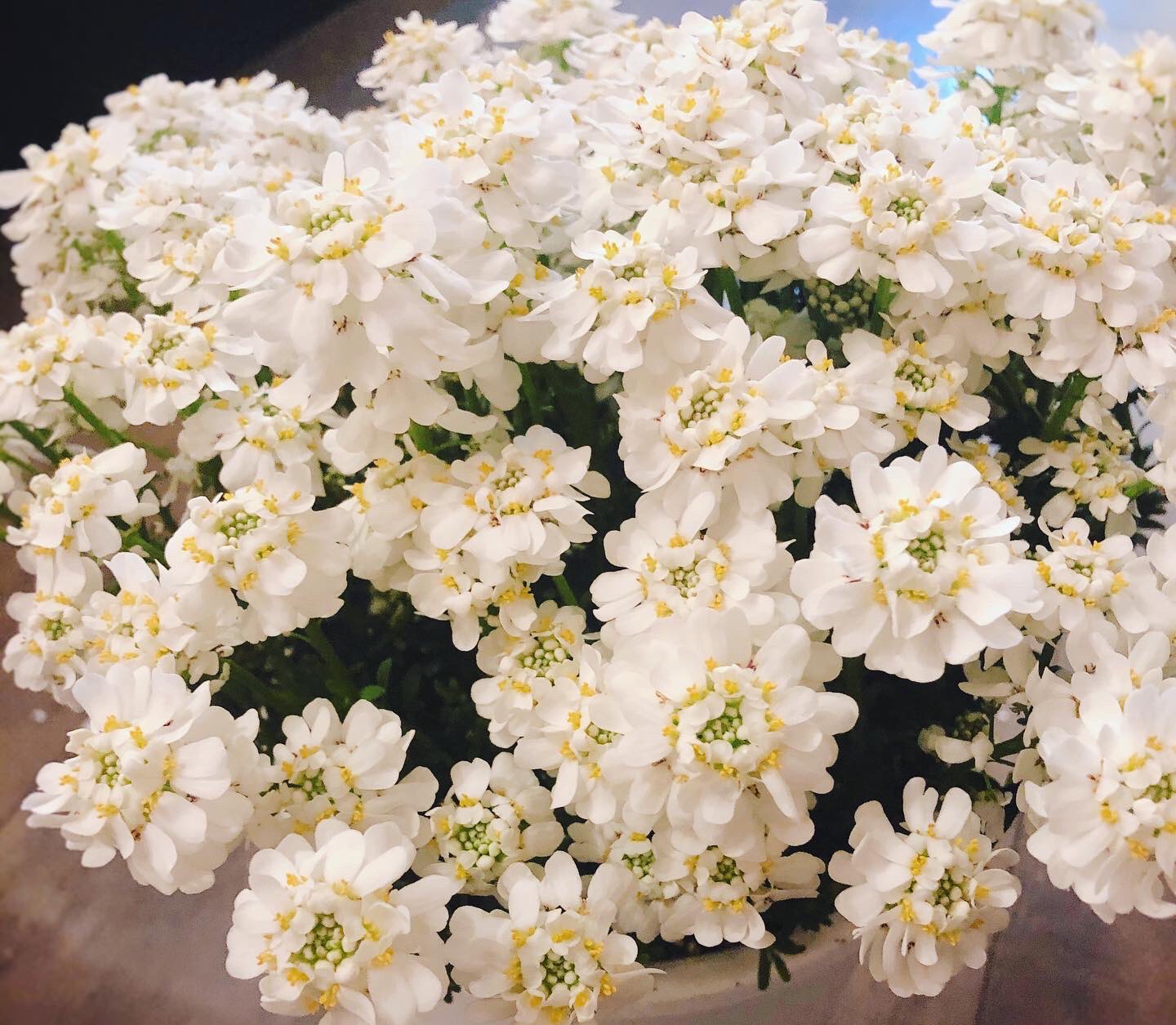 黒沢生花店 春の切り花が並んでいるところに 早々と鉢花の紫陽花が入荷しました 可愛らしいけど 季節感のなさに戸惑う私です 尼崎市 立花駅 立花市場 移転 花屋 お花屋さん 立花商店街 黒沢生花店 花束 ギフト お祝い 退職 卒業