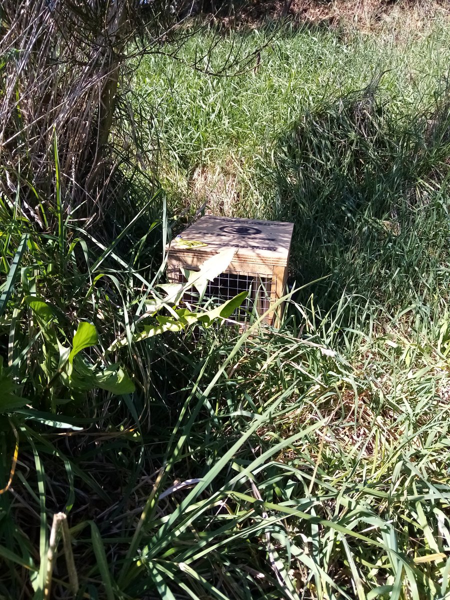StyxTrust's tweet photo. Trapping with the New Zealand Conservation Trust is on again this Saturday (27th) at 9am. Meet at the Styx Mill Rd carpark. 🙂🌱🎉

@ECan @ChristchurchCC @Willowbank_NZ @nzecology #volunteer #Volunteering #conservation #birdsong https://t.co/spiPvX1mRW