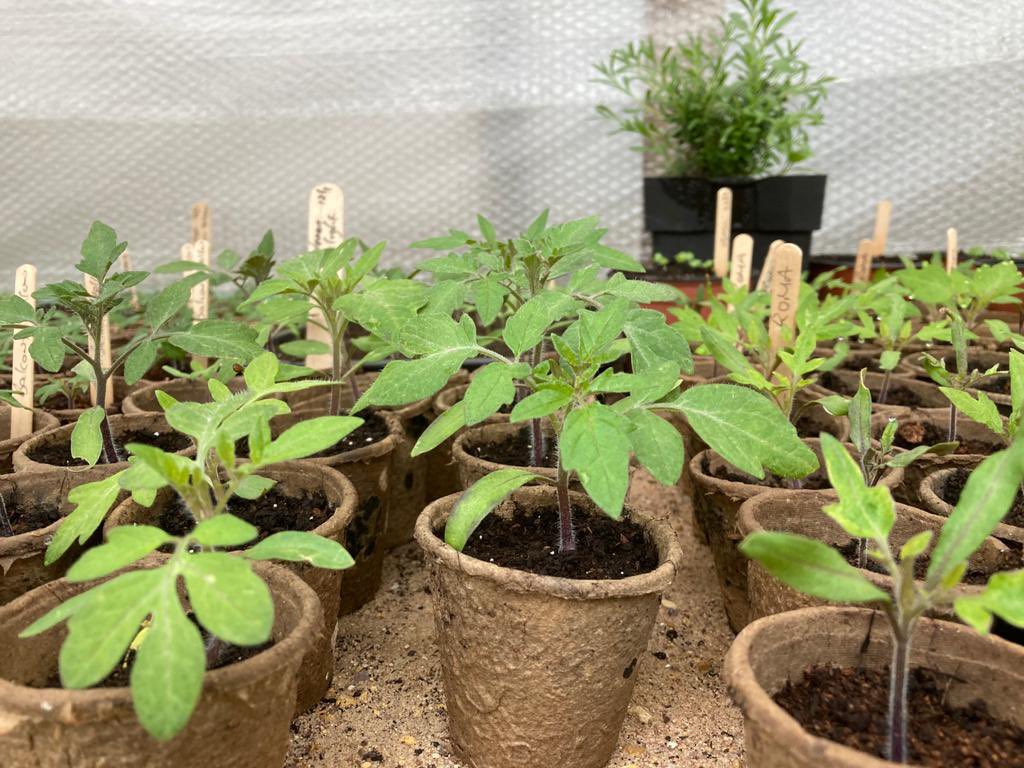 Plants looking good, all ready for opening April 12th 🤞

Tomatoes, strawberries and radishes are just a few on offer. 

#growyourown #selfsufficient #delicious