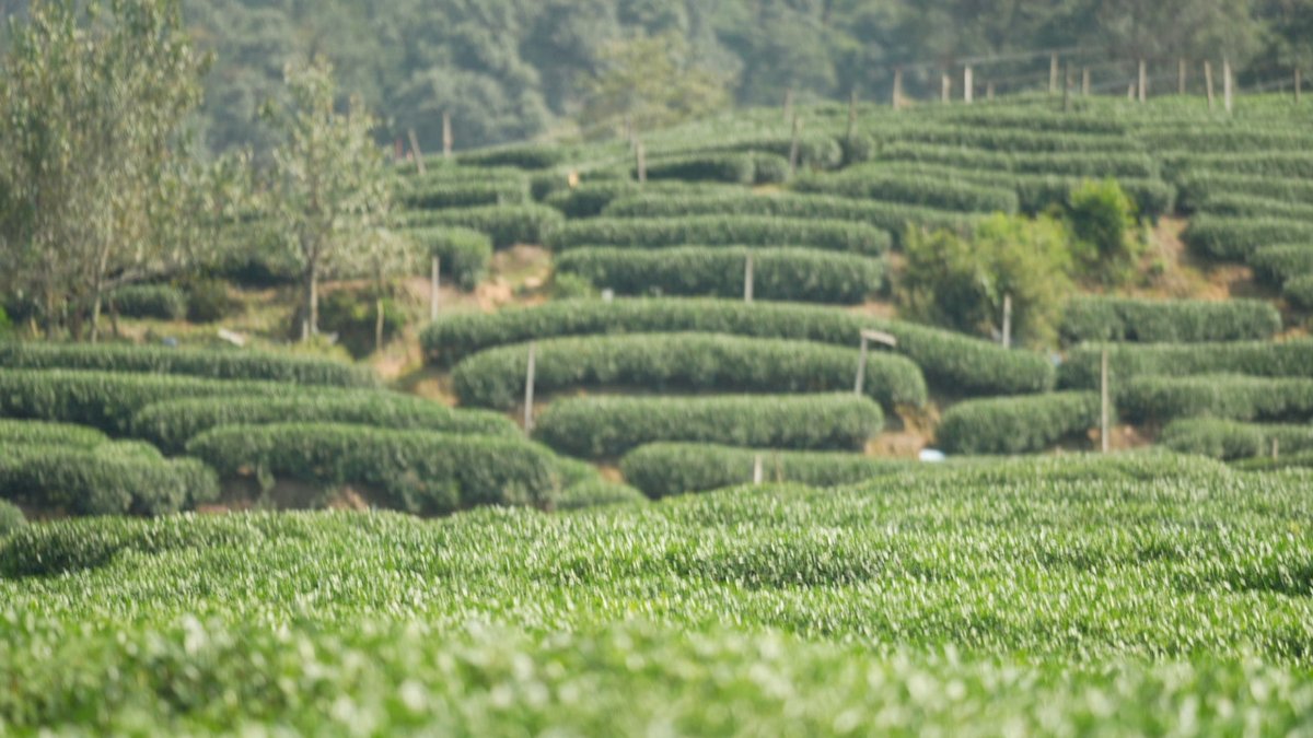 PinestoneT's tweet photo. This week, we'll be featuring our Lung Ching tea - one of the most famous green teas in China

This stunning tea, also known as 'Dragon Well', is unrivaled in quality and taste. It must be produced in the traditional, hand-panned style to bear the world-renowned Lung Ching mark https://t.co/1oRv6hKVCw