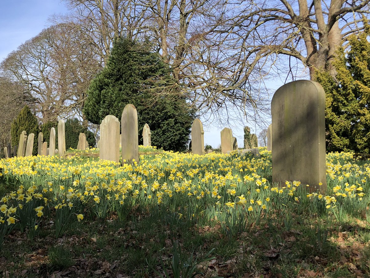 JillWarwick's tweet photo. A “host of golden daffodils” @SharowSt bringing a burst of spring colour! @RuthNewton71 @godsacre https://t.co/bo2kmlaYUo