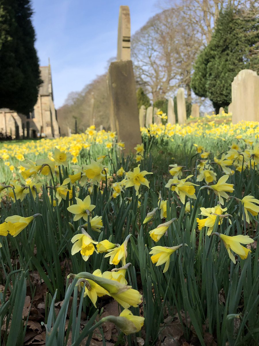 JillWarwick's tweet photo. A “host of golden daffodils” @SharowSt bringing a burst of spring colour! @RuthNewton71 @godsacre https://t.co/bo2kmlaYUo