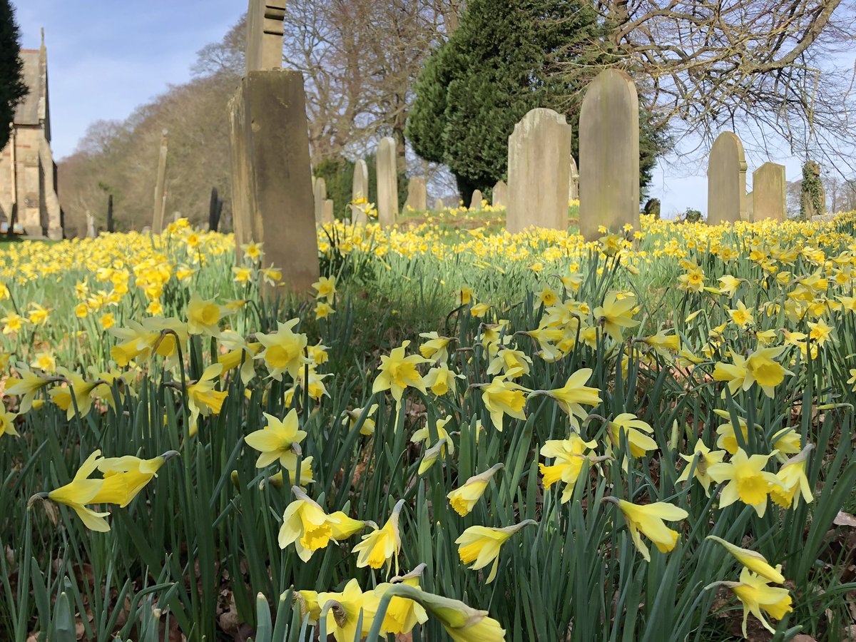 JillWarwick's tweet photo. A “host of golden daffodils” @SharowSt bringing a burst of spring colour! @RuthNewton71 @godsacre https://t.co/bo2kmlaYUo