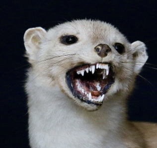 Jean Doyan tweet media