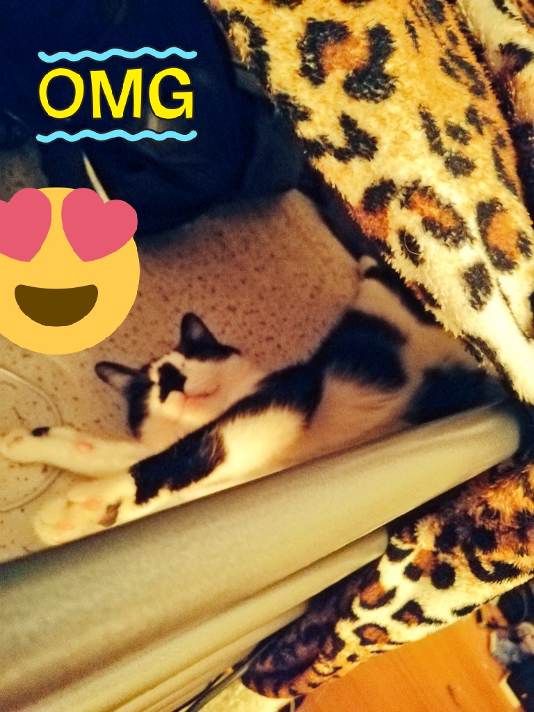 TakumiKazuyuki's tweet photo. I love this dizzy little girl. ❤️🖤
#Kirathecat #funnyposes #funny #cat #nappingtime https://t.co/kcTcrmS5mR